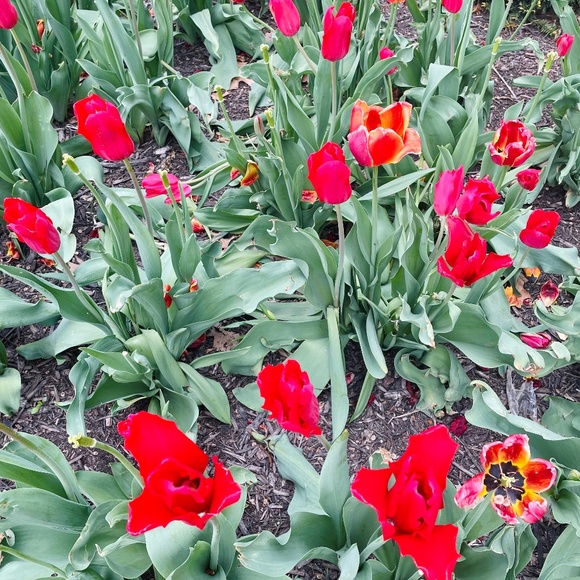 Meet your Posher, Frangi - Picture 1 of 1